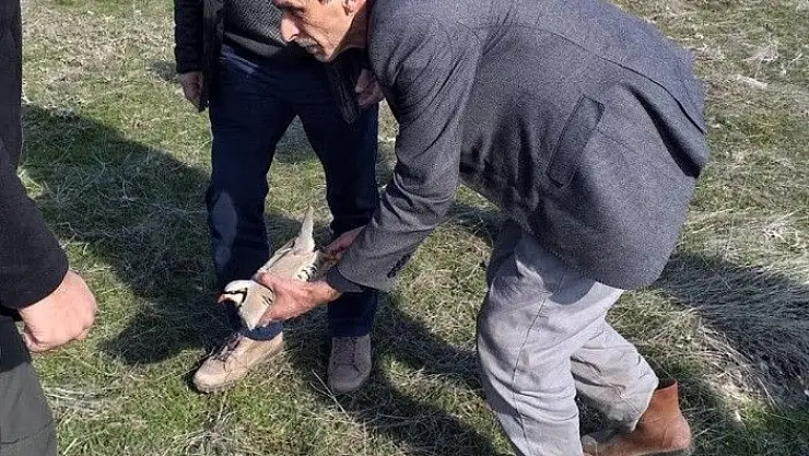 'Elazığ´da keklik markalama envanteri çalışması'
