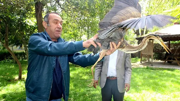 'Tedavisi yapılan gri balıkçıl doğaya salındı'