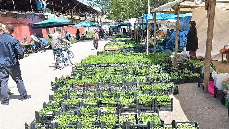 'Sebze fidesine talep arttı'