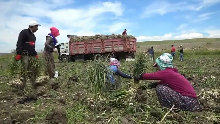 'Sıcakta çalışan tarım işçilerinin ekmek mücadelesi'
