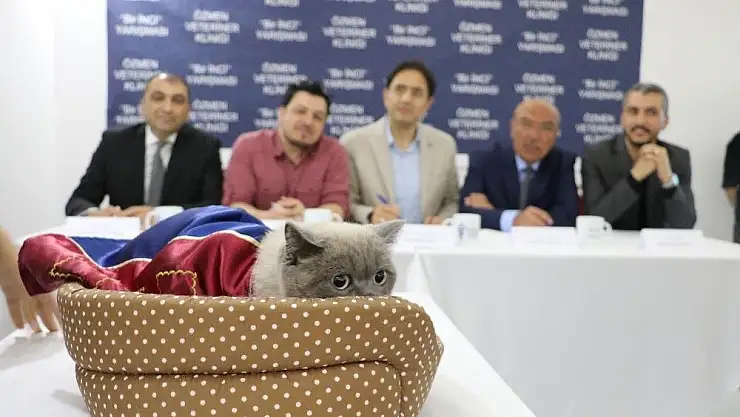 'Kediler sahnede boy gösterdi'
