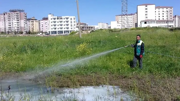 'Yağışların gölete çevirdiği arazilerde ilaçlama'