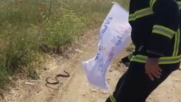 'Eve giren yılanı itfaiye yakaladı'