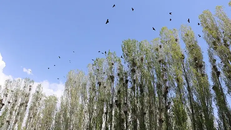 'Sivas´ta korku filmlerini aratmayan görüntüler'