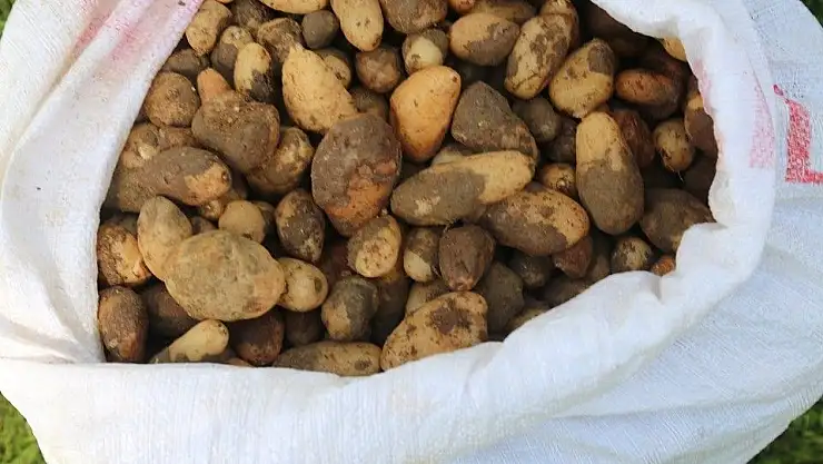 '25 kilo salep soğanına 300 bin TL ceza kesildi'
