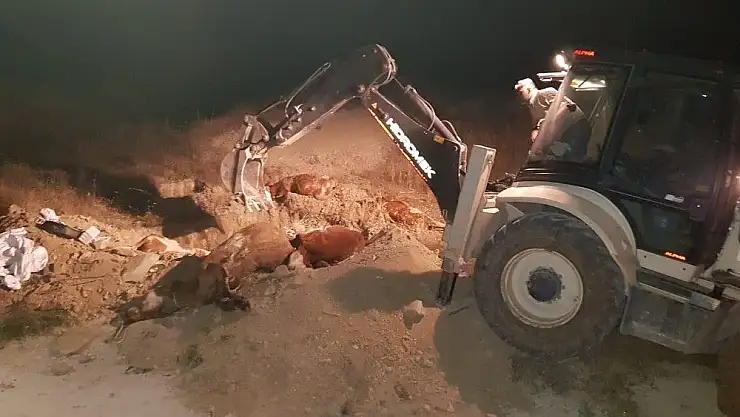 'Tilkinin ısırdığı ineğin kuduz testi pozitif çıktı'