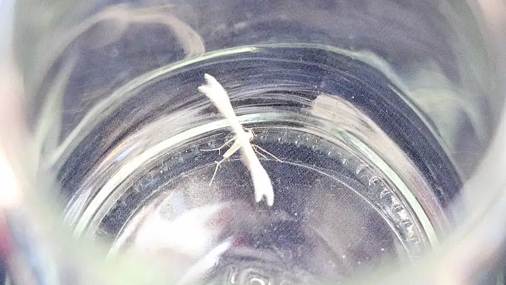 'Lepidoptera kelebeği Kahramanmaraş´ta görüldü'
