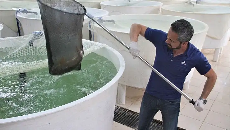 'Akıntıya karşı göçü görüntülenmişti, çoğalması için özel çalışma yapılıyor'
