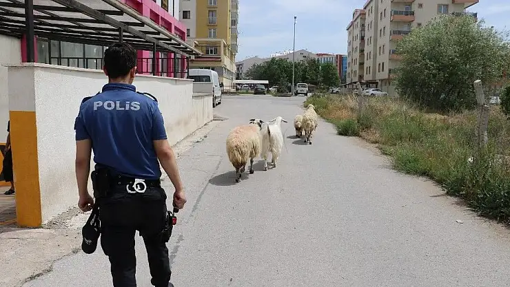 'Polis sahipsiz koyunların başında nöbet tuttu'