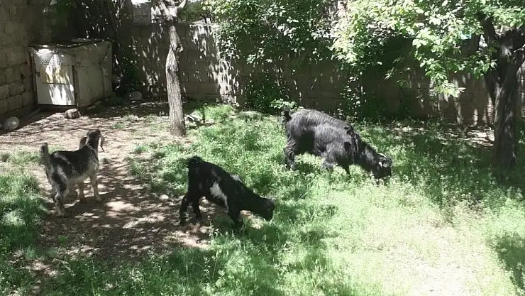 'Engelli çocuğu süt içsin diye borçla aldığı keçileri kayboldu'