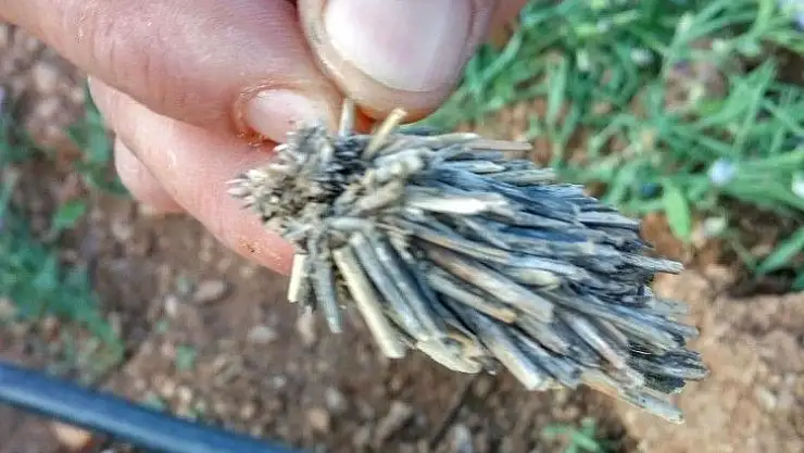 'Bitki kökü sandılar ''mantolu böcek'' çıktı'