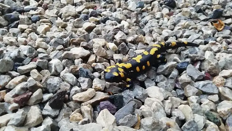 'Gölbaşı´nda Türk Semenderi görüldü'