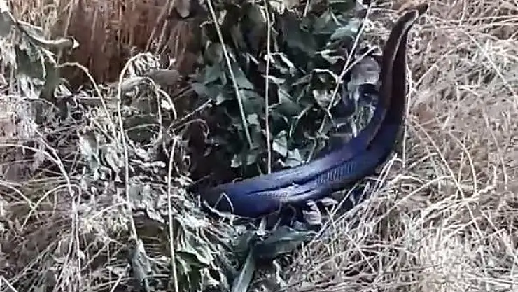 'Elazığ´da yılanların dansı görüntülendi'