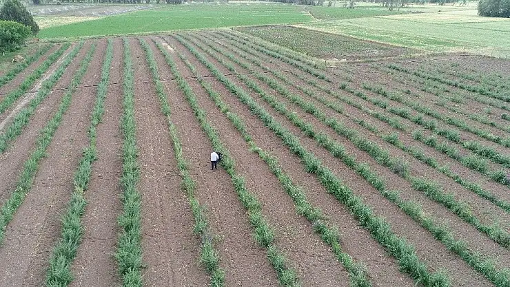 'Goji Berry hasadı için gün sayılıyor'