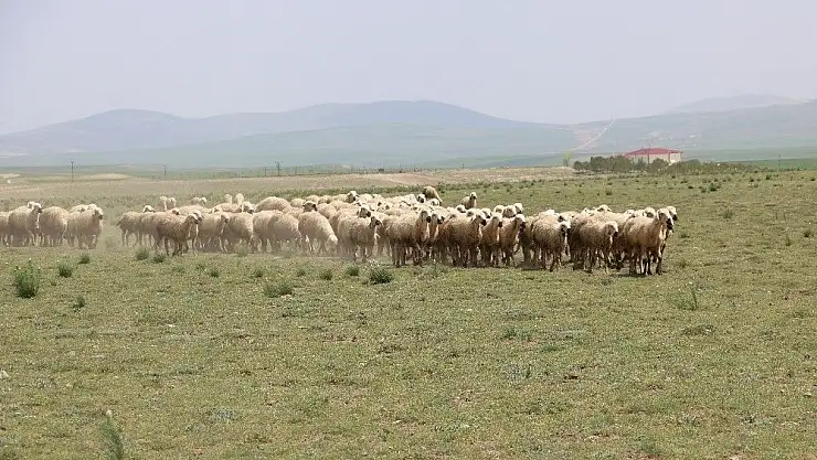 'Bu ırkta ki özellik dünyadaki başka hiçbir koyun ırkında yok'