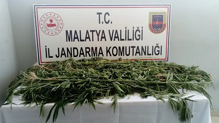 'Jandarmadan kenevir operasyonu'