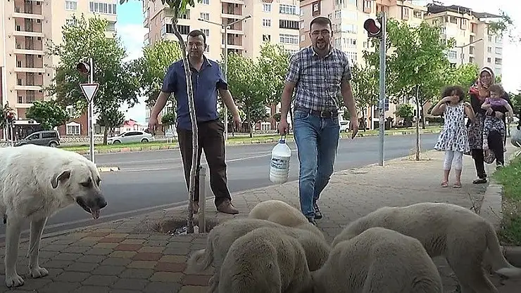 'Evine götüreceği sütü sokak köpeklerine içirdi'