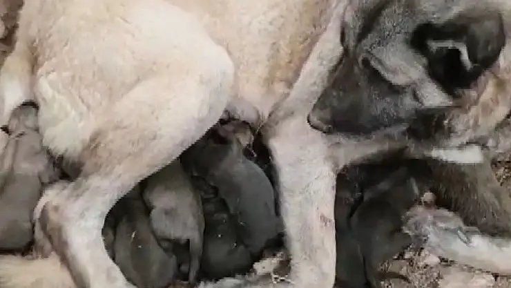 'Kangal köpeği 11 yavru doğurdu'