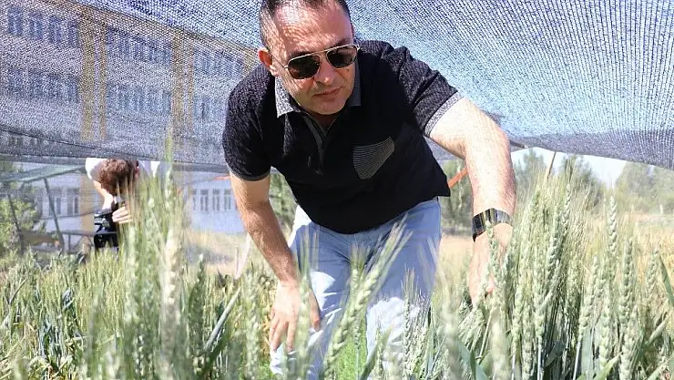 'Küresel ısınma buğdayı vurdu, Türk bilim adamları da çaresini buldu'