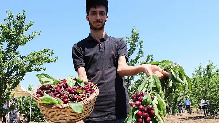 'Harput kirazında hasat zamanı'