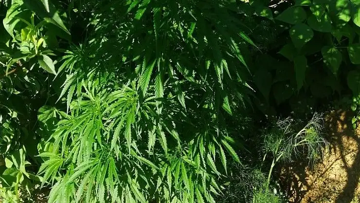 'Hint keneviri operasyonunda karı koca gözaltına alındı'