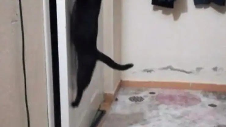 'Patisiyle kapıyı açan kedi fenomen oldu'