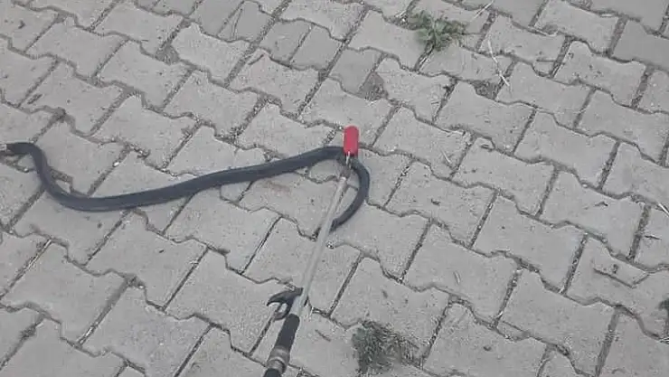 'Eve giren yılanı itfaiye yakaladı'