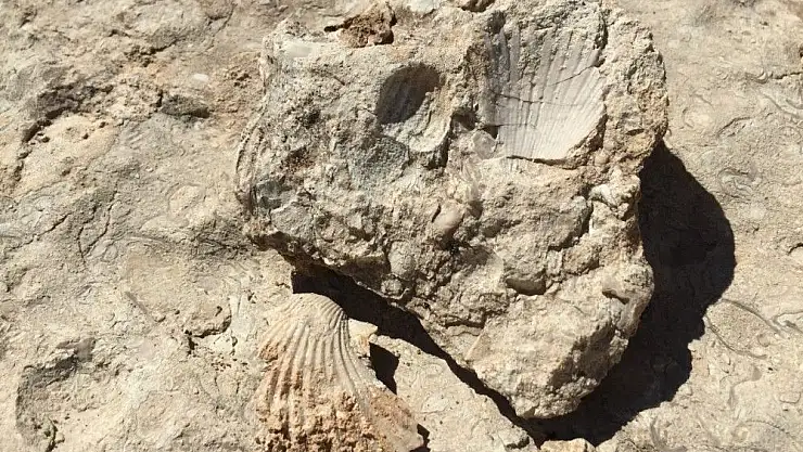 '35 milyon yıllık fosiller incelemeye alındı'