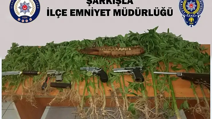 'Şarkışla´da 59 kök Hint keneviri ele geçirildi'