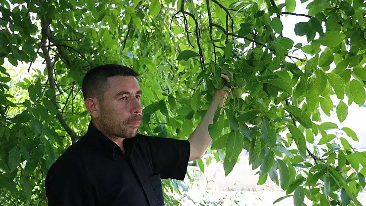 'Kayısı üzdü, ceviz yüz güldürdü'