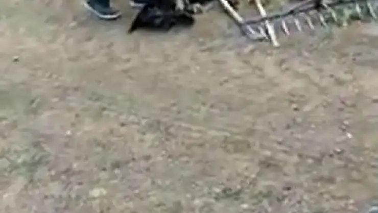 'Yılanın boğmaya çalıştığı kartalı son anda kurtardılar'