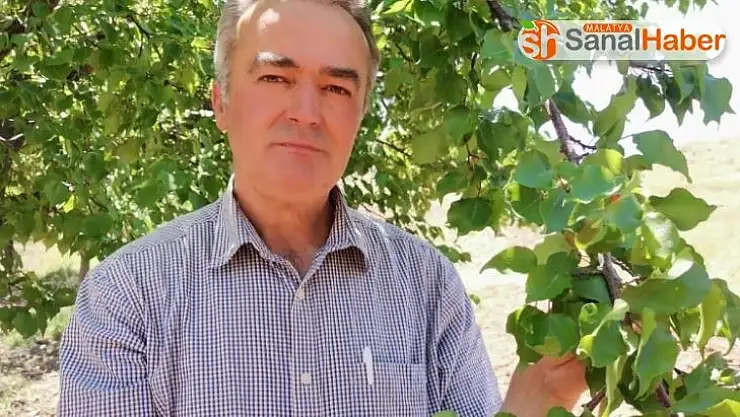 2020 tahmini kayısı rekoltesine itirazlar sürüyor