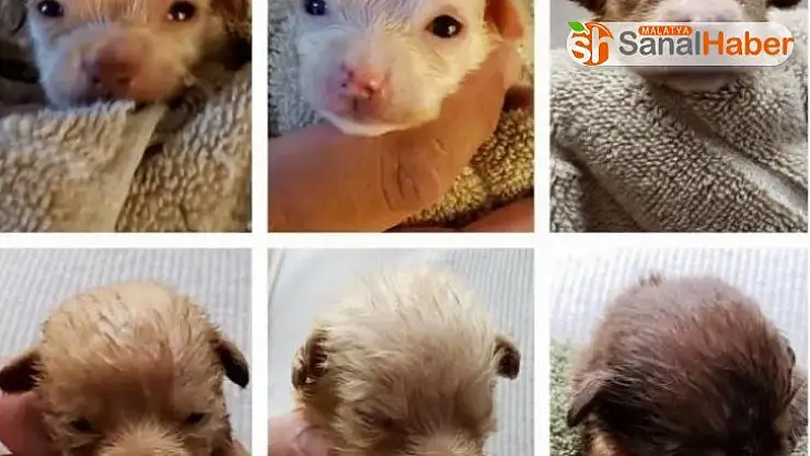 3 günlük köpek yavrularını çöpe atan kadına hapis cezası