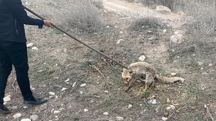 '3 metrelik kuyuya düşen tilki kurtarıldı'