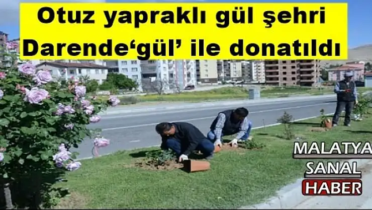 Otuz yapraklı gül şehri Darende `gül´ ile donatıldı