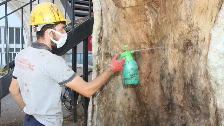 '400 yıllık ağaca özel bakım'