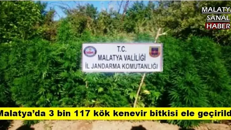 Malatya´da 3 bin 117 kök kenevir bitkisi ele geçirildi