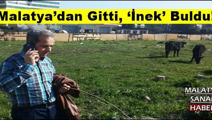 Malatya´dan Gitti, `İnek´ Buldu!