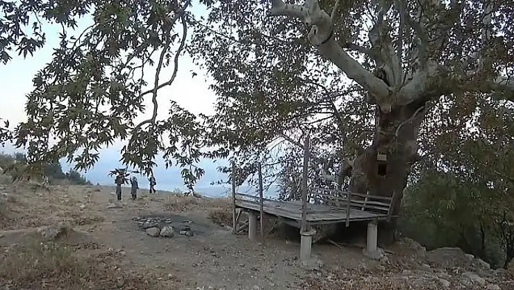 '5 asırlık ağaç koruma altına alındı'