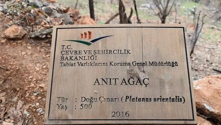 '500 yıllık anıt ağacın levhasına sehven 100 yaşında olduğu yazıldı'