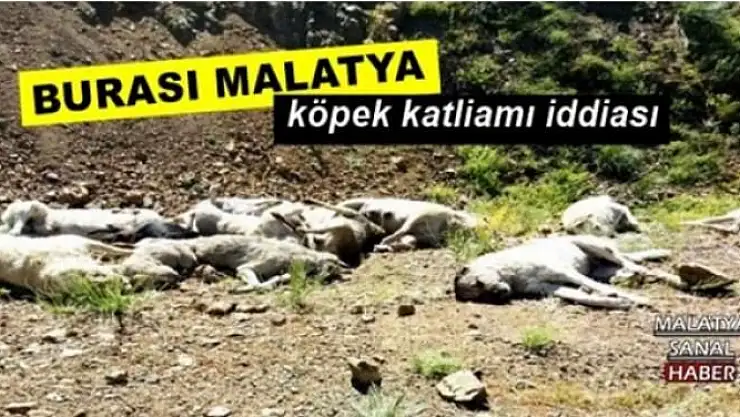 Malatya'da köpek katliamı iddiası