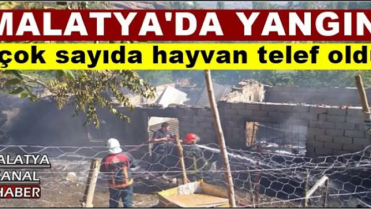 Malatya'da çok sayıda hayvan telef oldu