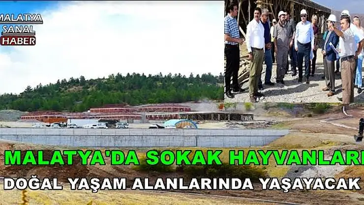 MALATYA'DA SOKAK HAYVANLARI DOĞAL YAŞAM  ALANLARINDA YAŞAYACAK