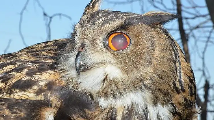 Veteriner Kliniğinde Protez Ayak ve Göz Ameliyatı Başarıyla Gerçekleşti