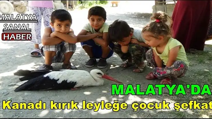 Malatya'da Kanadı kırık leyleğe çocuk şefkati