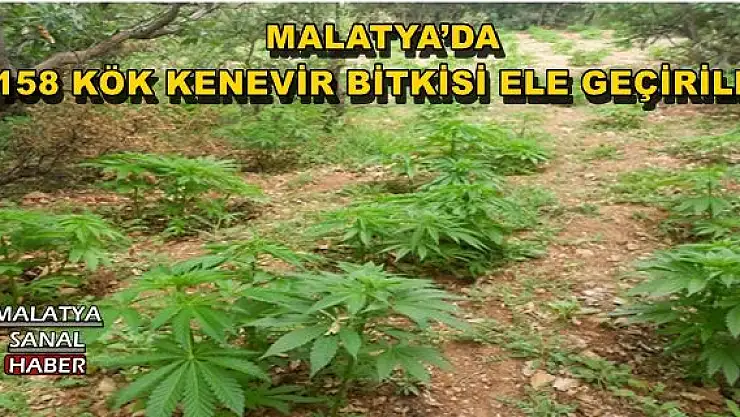 MALATYA´DA 158 KÖK KENEVİR BİTKİSİ ELE GEÇİRİLDİ