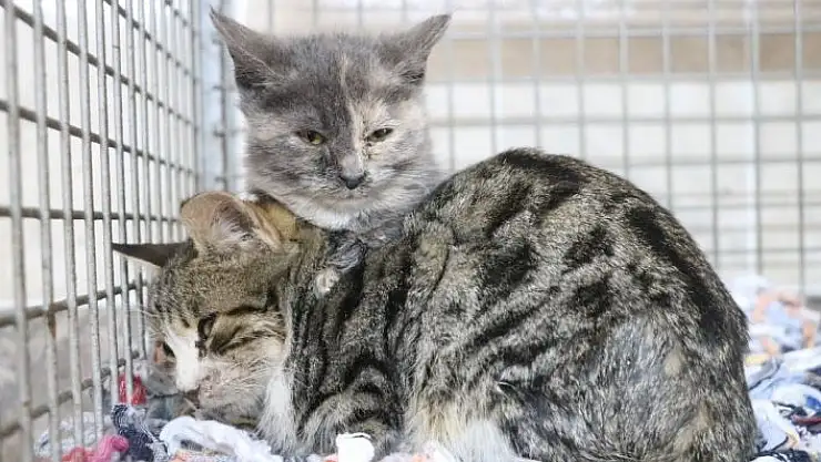 '7 buçuk milyon liraya yapılmıştı, bin 150 hayvana sıcak yuva oldu'