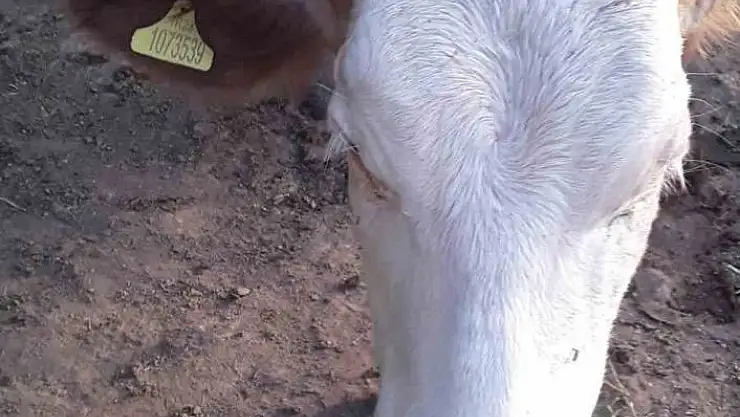 '7 gündür kayıp olan ineği jandarma buldu'