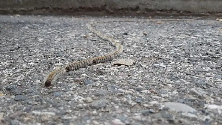 '78 tırtıl ip gibi dizildi, görenler ´yılan´ zannetti'