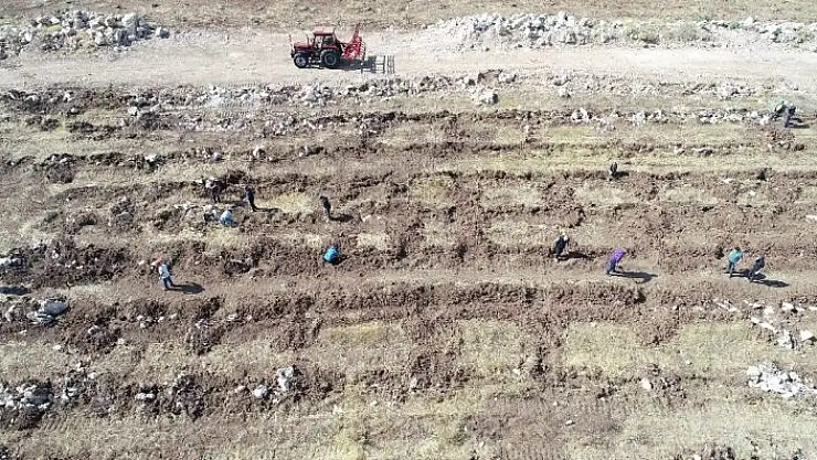 '80 yaşında, orman yakanlara inat ormanlar oluşturuyor'